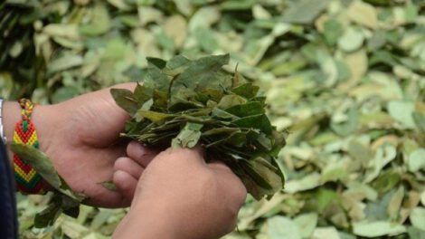Polémica en Bolivia por modificación de Ley de la Coca