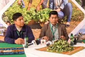 Viceministro de Coca Ernesto Mamani desmiente rumores sobre vigencia de carnets