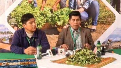 Viceministro de Coca Ernesto Mamani desmiente rumores sobre vigencia de carnets