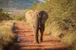 Crisis alimentaria en Namibia debido a la sequía