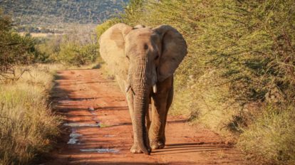 Crisis alimentaria en Namibia debido a la sequía