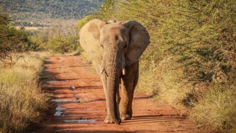 Crisis alimentaria en Namibia debido a la sequía