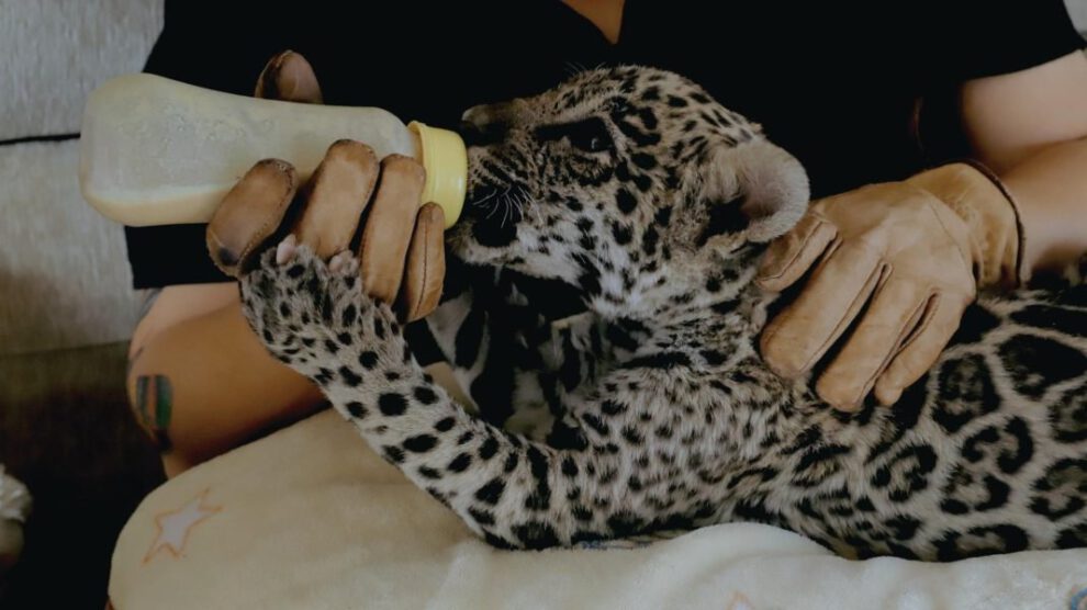 Rescate de Kobu, un cachorro de jaguar en Santa Cruz