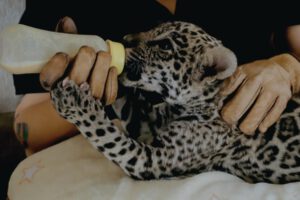 Rescate de Kobu, un cachorro de jaguar en Santa Cruz