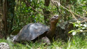 restauración ecológica Floreana con Leonardo DiCaprio