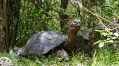 restauración ecológica Floreana con Leonardo DiCaprio