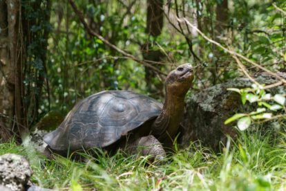 restauración ecológica Floreana con Leonardo DiCaprio