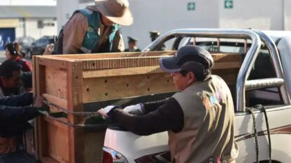Traslado de jaguares para atención médica especializada