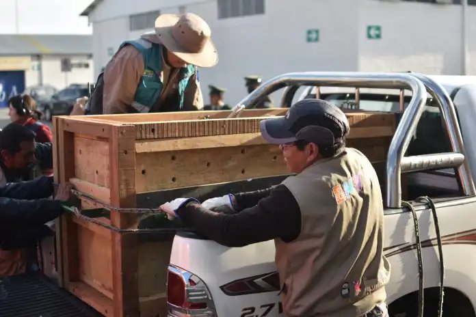 Traslado de jaguares para atención médica especializada
