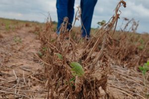 Productores agrícolas en Bolivia enfrentan desafíos por el clima