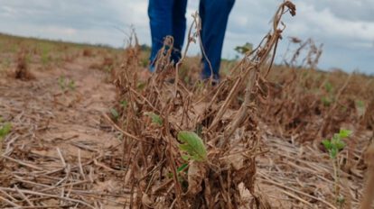 Productores agrícolas en Bolivia enfrentan desafíos por el clima