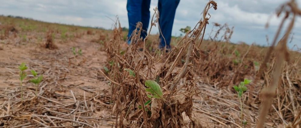 Productores agrícolas en Bolivia enfrentan desafíos por el clima