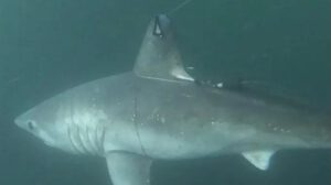 Estudio sobre depredación entre tiburones marrajo sardinero y tiburón blanco