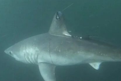 Estudio sobre depredación entre tiburones marrajo sardinero y tiburón blanco