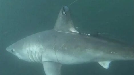 Estudio sobre depredación entre tiburones marrajo sardinero y tiburón blanco