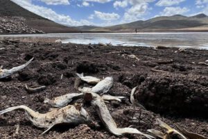 Sequía en Chihuahua: Presa Las Lajas se agota al 98%