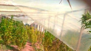 cultivo de marihuana en carpas solares
