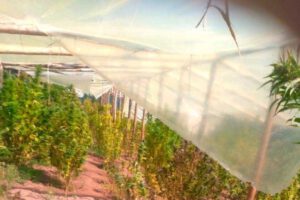 cultivo de marihuana en carpas solares