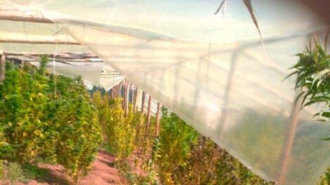 cultivo de marihuana en carpas solares