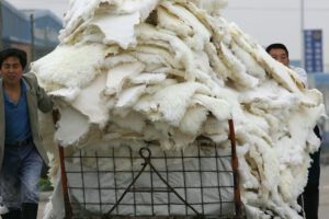 Virus en granjas peleteras identificados en estudio