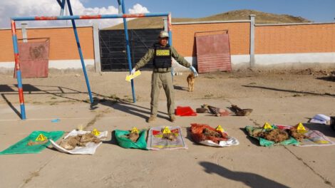 biocidio en albergue de mascotas en Oruro