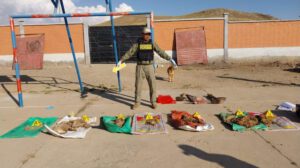 biocidio en albergue de mascotas