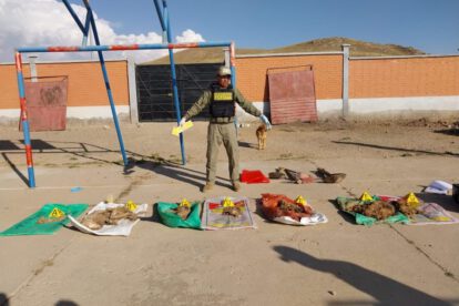 biocidio en albergue de mascotas