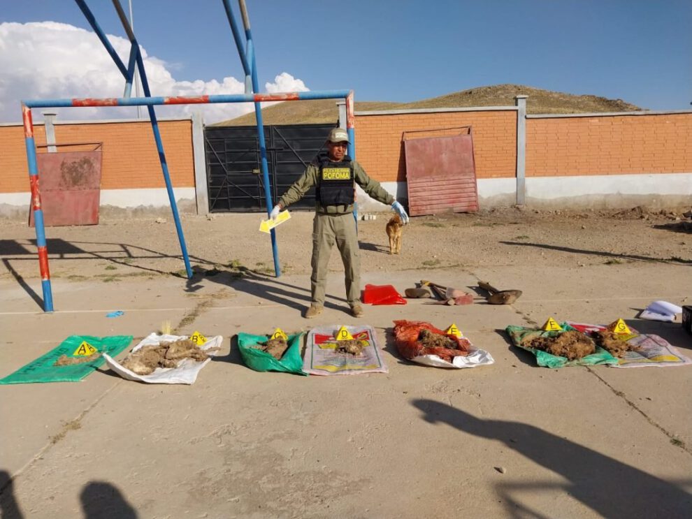 biocidio en albergue de mascotas