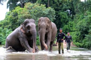 Turismo sostenible en Vietnam con elefantes en libertad