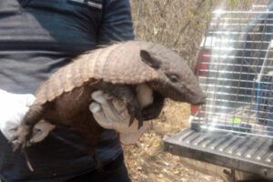 Rescatan animales afectados por incendios forestales en la Chiquitanía