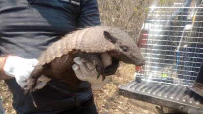 Rescatan animales afectados por incendios forestales en la Chiquitanía