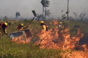 Sentencian a hombre por incendio forestal en Guarayos