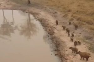 Incendios forestales y su impacto en capibaras
