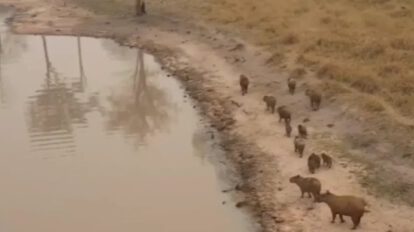 Incendios forestales y su impacto en capibaras