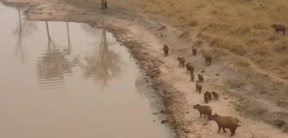 Incendios forestales y su impacto en capibaras