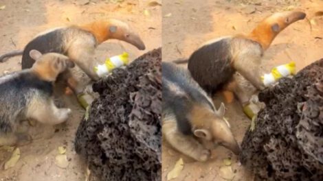 Osos rescatados Pulgarcito y Chiru luchan por sobrevivir a los incendios forestales