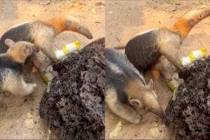 Osos rescatados Pulgarcito y Chiru luchan por sobrevivir a los incendios forestales