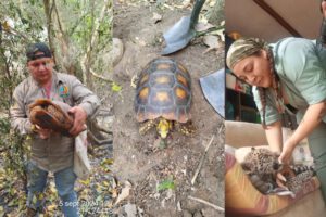 Vuelos gratuitos para veterinarios que ayudan a animales afectados por incendios