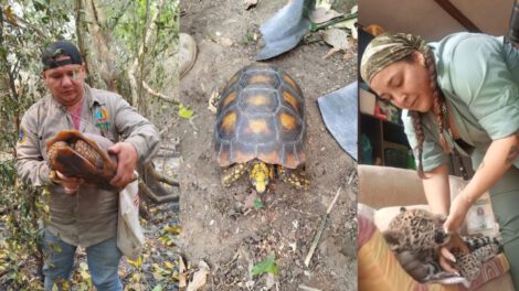 Vuelos gratuitos para veterinarios que ayudan a animales afectados por incendios