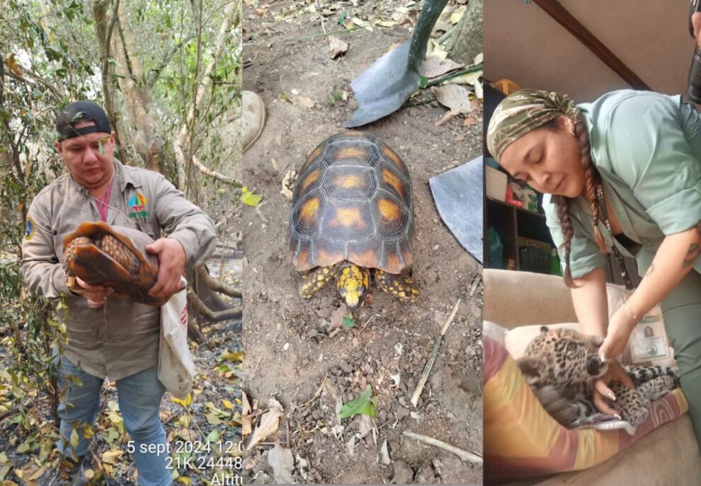 Vuelos gratuitos para veterinarios que ayudan a animales afectados por incendios