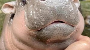 Bebé hipopótamo pigmeo Moo Deng en zoológico de Tailandia