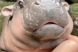 Bebé hipopótamo pigmeo Moo Deng en zoológico de Tailandia