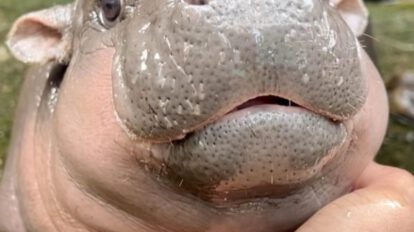 Bebé hipopótamo pigmeo Moo Deng en zoológico de Tailandia