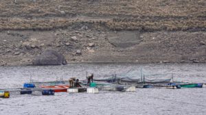 Producción de trucha en Sacaba con jaulas flotantes