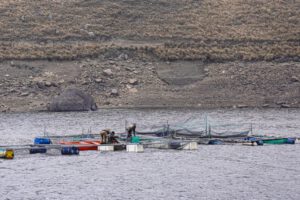 Producción de trucha en Sacaba con jaulas flotantes