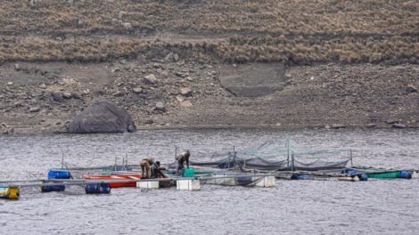 Producción de trucha en Sacaba con jaulas flotantes