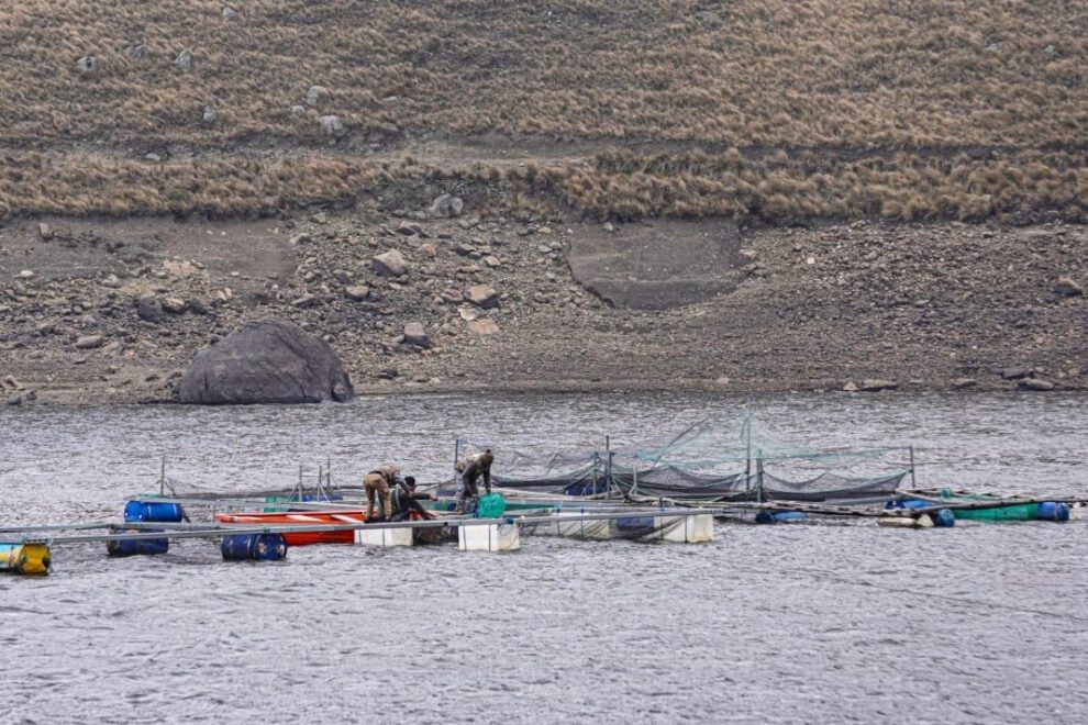 Producción de trucha en Sacaba con jaulas flotantes