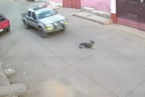 Potosí vehículo policial atropella perro