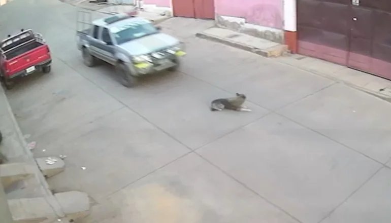 Potosí vehículo policial atropella perro