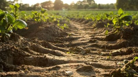 Erosión del suelo por el proyecto de ley 157 en Bolivia